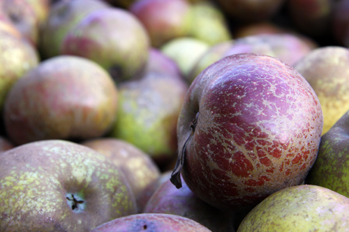 les pommes de Martigné