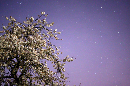 Cerisier sous les étoiles de Martigné