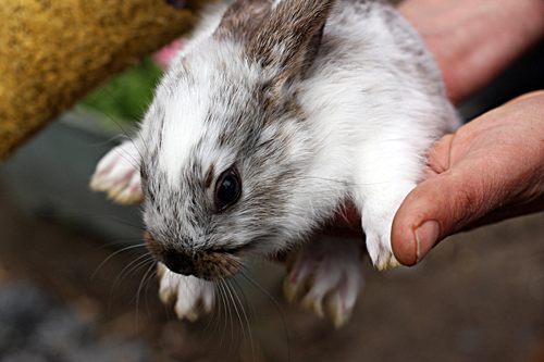 petit lapin