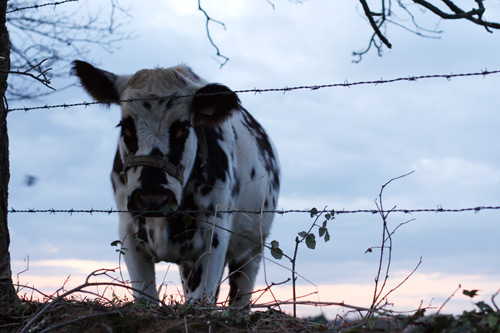 vache qui regarde passer des humains