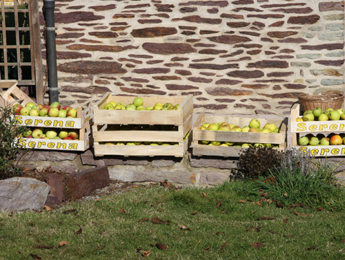 Les pommes de Martigné
