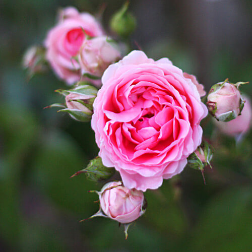 rosesmartigne01