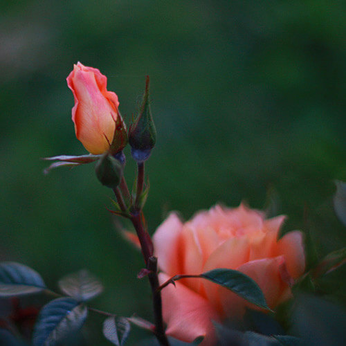 rosesmartigne02