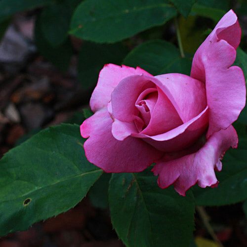 rosesmartigne03