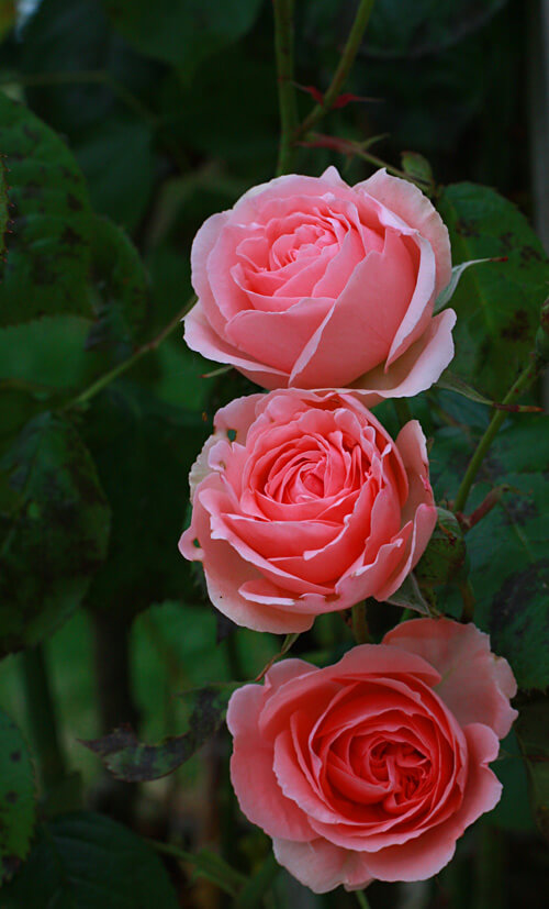 rosesmartigne04