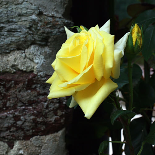 rosesmartigne05