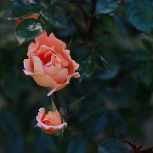 rosesmartigne06
