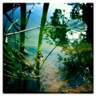 Un « petit » rêve