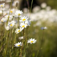 Je ne suis pas bien loin