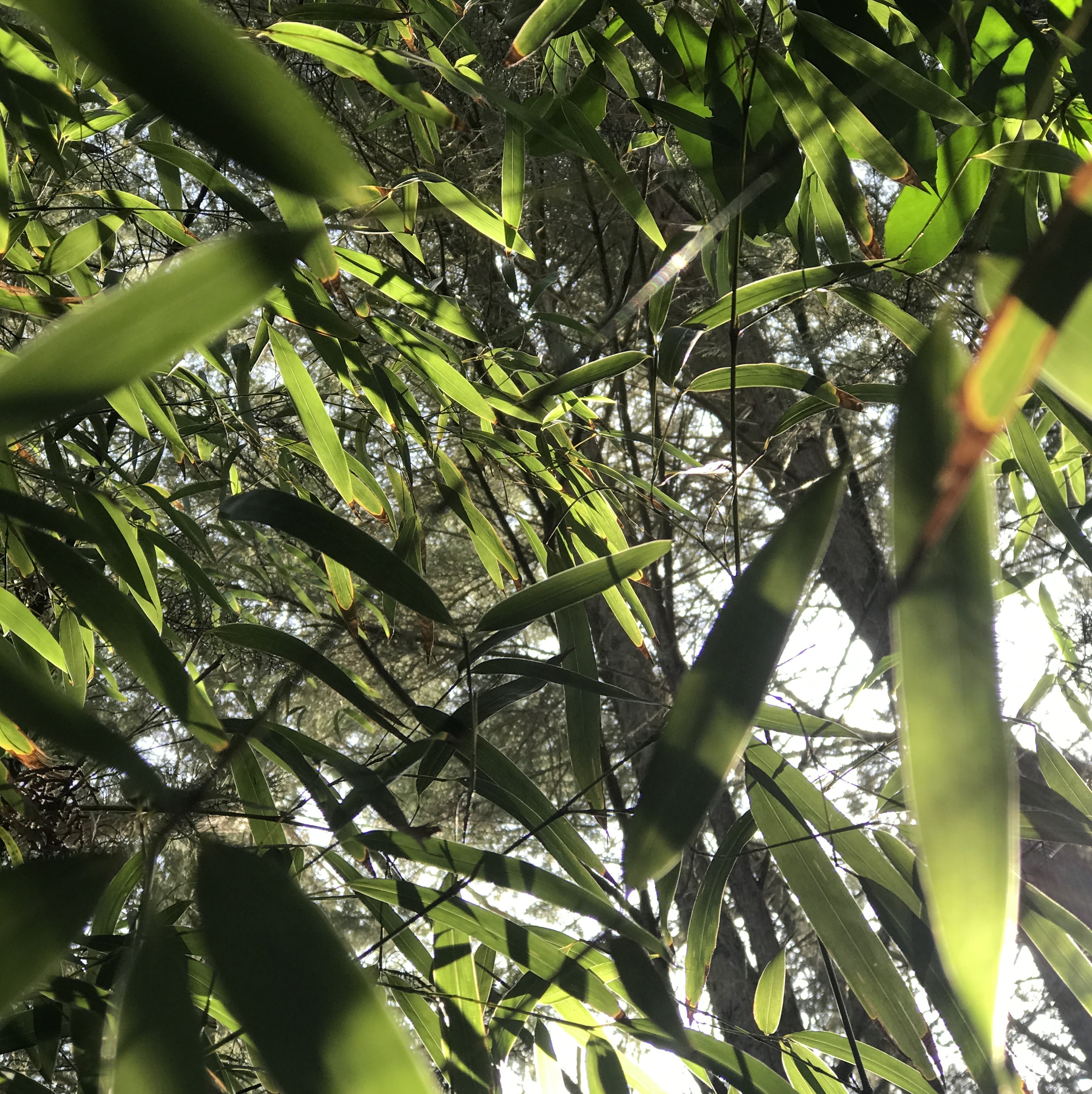 Les leurres qu&rsquo;on suit aveuglément