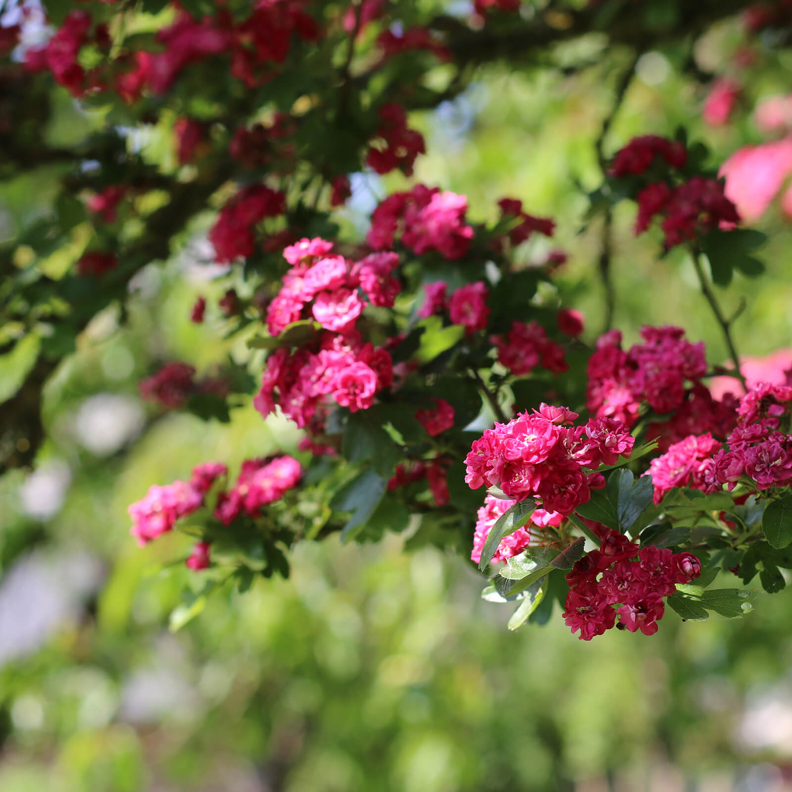 Avec un jardin…